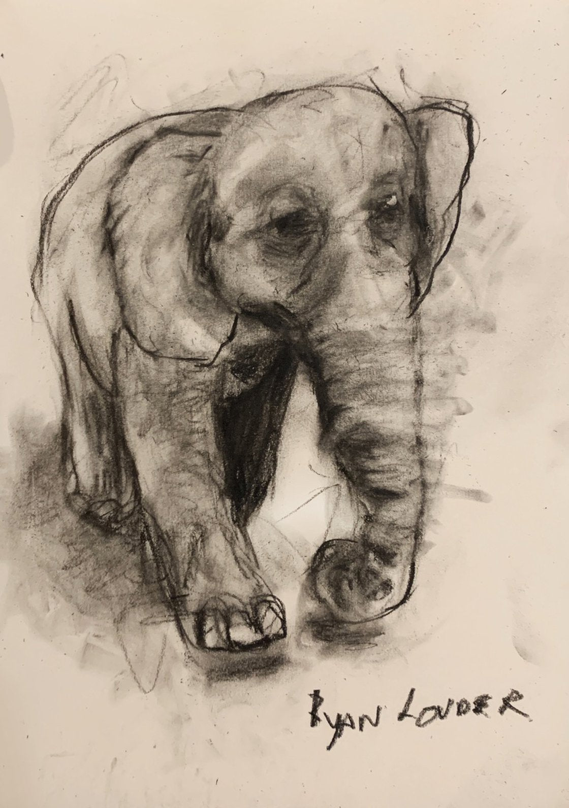 Happy Elephant - Small Drawing by Ryan Louder