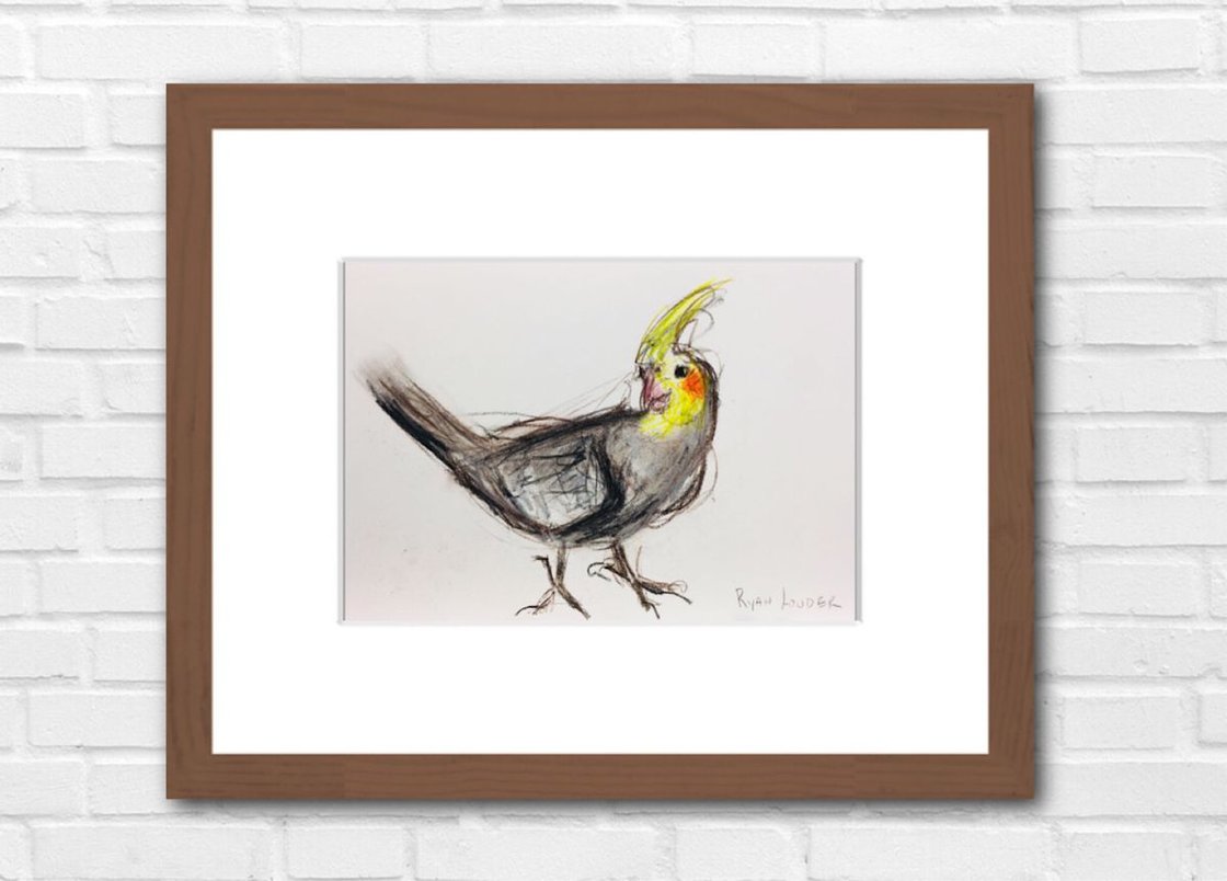 Cockatiel - Cheeky Glance by Ryan Louder - Sold