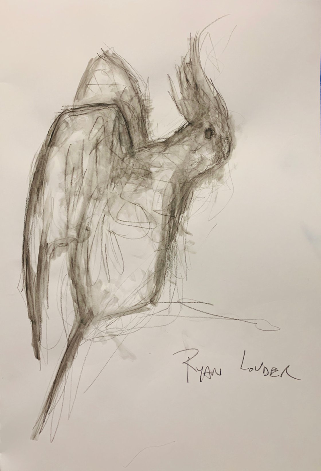 A painting titled 'Cockatiel study on paper by Ryan Louder' by Ryan Louder