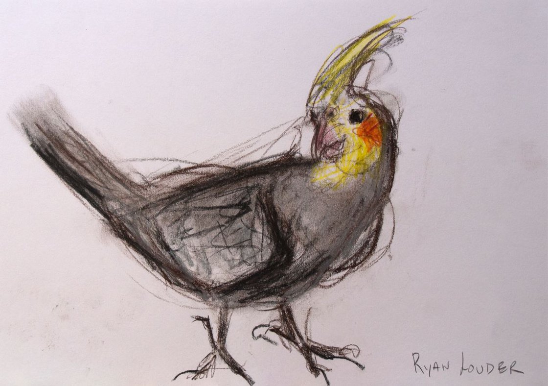 Cockatiel - Cheeky Glance by Ryan Louder - Hahnemühle German Etching Fine Art Print