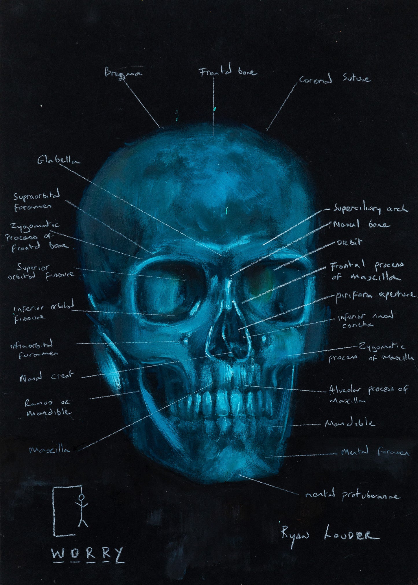 The image is a detailed anatomical illustration of a human skull, with various labeled parts such as the frontal bone, coronal sutures, and mandible.