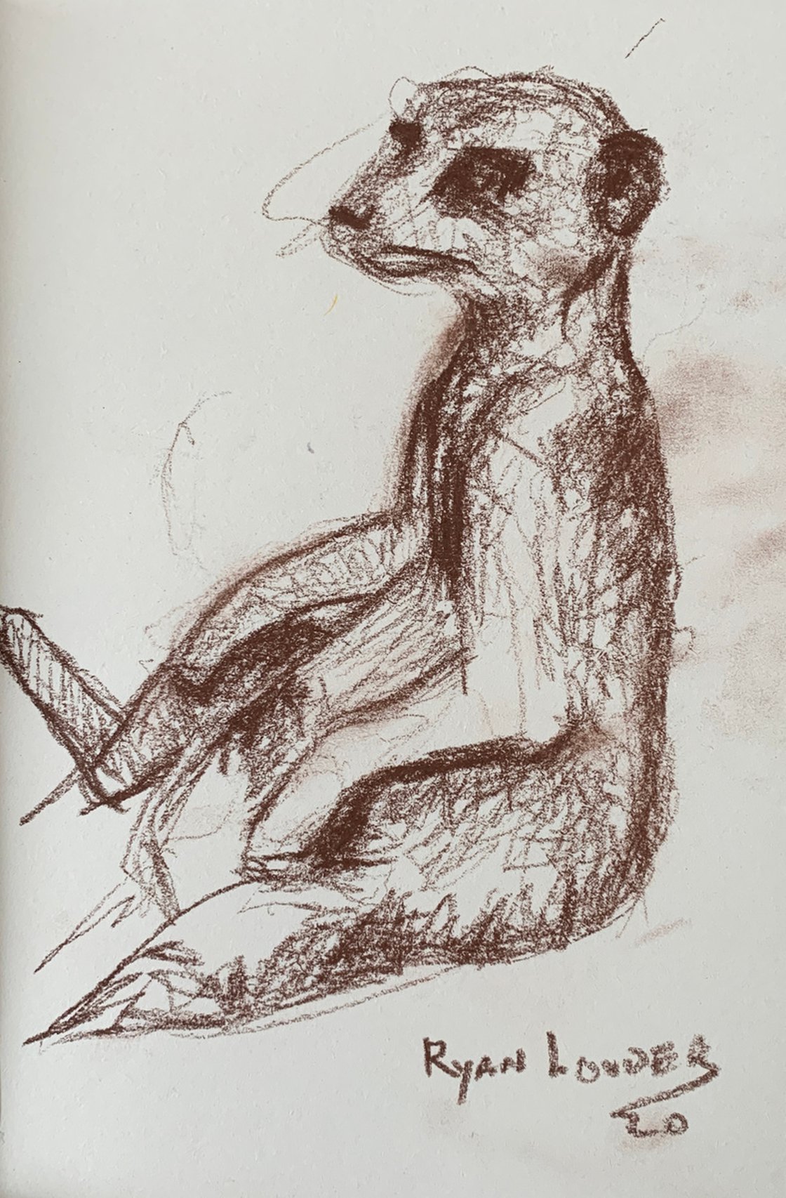 Meerkat Study - wildlife drawing by Ryan Louder - Sold