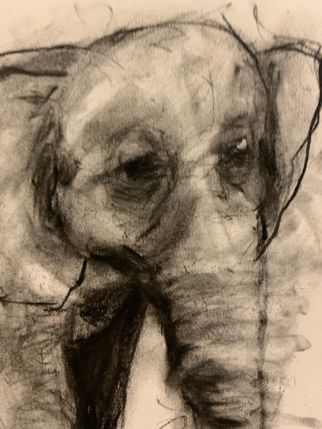 Happy Elephant - Small Drawing by Ryan  Louder