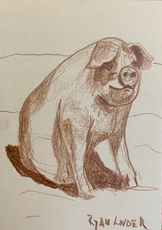 Small Pig  Drawing - Sitting Pig Painting by Ryan Louder